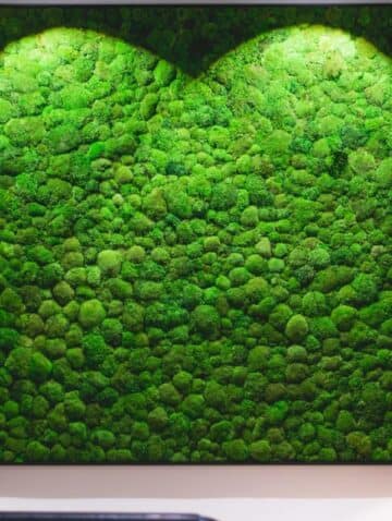 Pole moss Pole moss